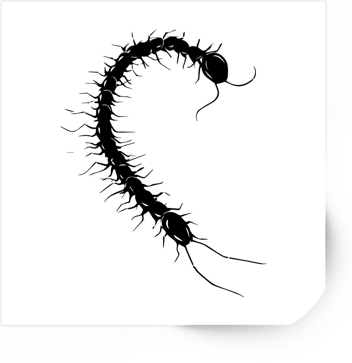 Centipede Sticker | Black Silhouette Bug Vinyl Decal | Creepy Crawly Insect Lover Gift