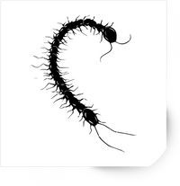 Thumbnail for Centipede Sticker | Black Silhouette Bug Vinyl Decal | Creepy Crawly Insect Lover Gift